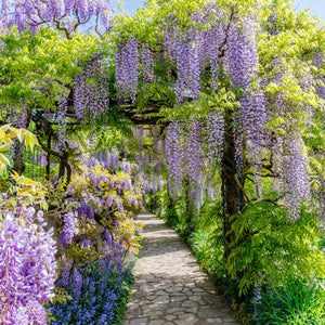 Glycine Prolific – Lot de 1 – Pot 11 cm – Hauteur 40 cm