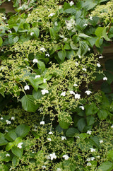 Hortensia grimpant - Hydrangea petiolaris - H 65 cm, pot Ø15 cm