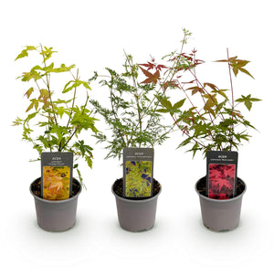 Acer palmatum Tricolour – Lot de 3 – Pot 12 cm