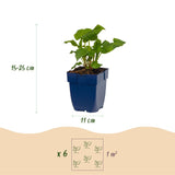 Renouée amplexicaule Alba - H 15-25 cm, pot Ø11 cm