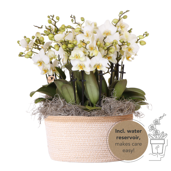 Orchidées Phalaenopsis blanches Blossom Lausanne en panier Cotton - bouquet de 3