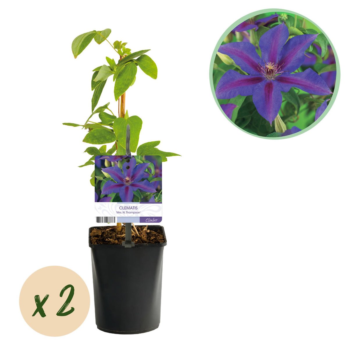 Green boutiQ - Kletterpflanze - Clematis Mrs. N. Thompson - Blüte Rosa - Pflegeleicht - 2 Pflanzen - Topf 11cm Höhe 40cm