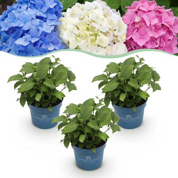 Hortensias Endless Summer en mélange