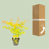 Érable du Japon Orange Dream - Acer palmatum
