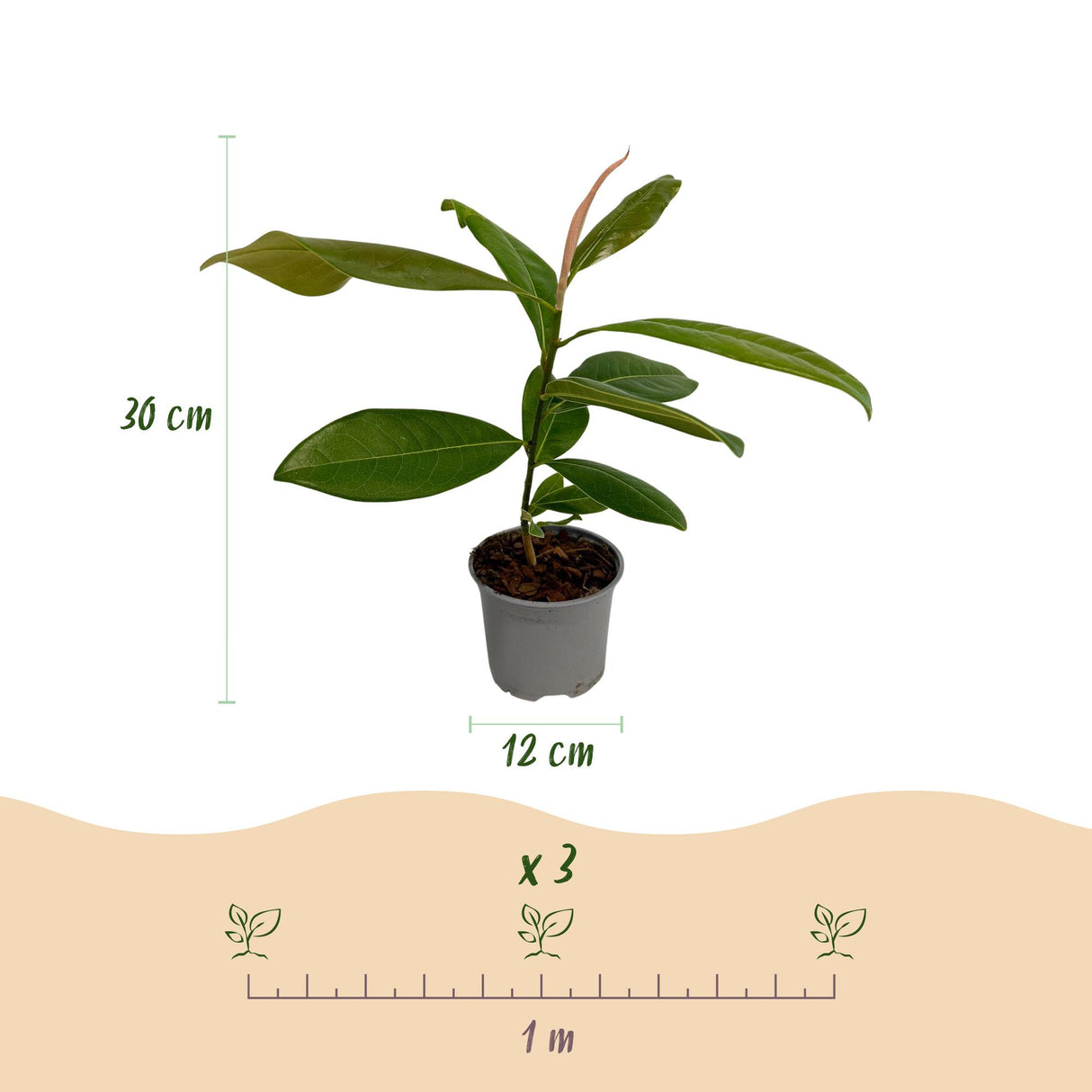 Magnolia grandiflora – Lot de 1 – Pot 12 cm – Hauteur 30 cm