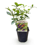 Groen boutiQ - Vlinderstruik - Buddleja davidii Empire Blue- Bloem Blauw - 1 Plant - Bladverliezend - Vlinderlokkend -  Pot 17cm Hoogte 25cm