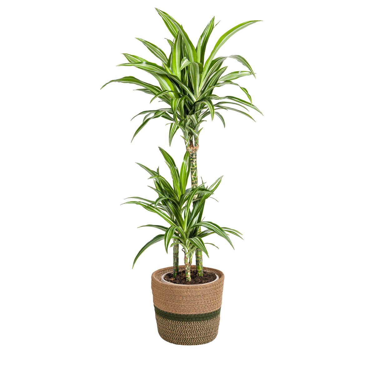 Dracaena White Stripe avec cache-pot