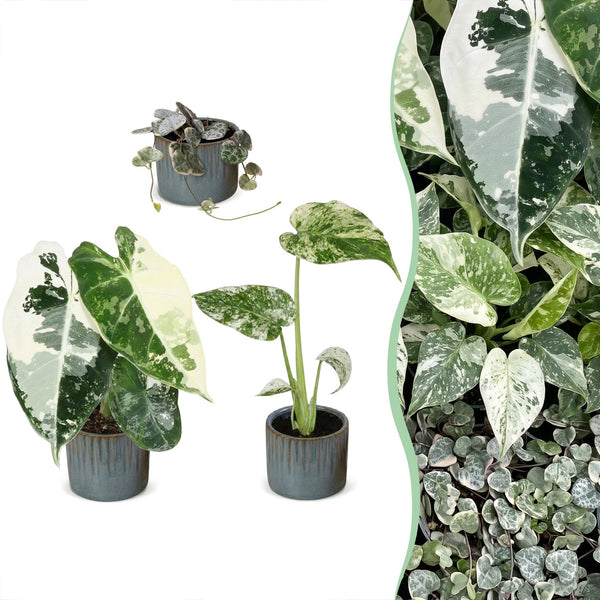 Baby Variegata avec cache-pots Linnea bleu brume - Alocasia, Monstera et Ceropegia panachés - lot de 3 ou 6 - pot Ø6 cm - photo 6