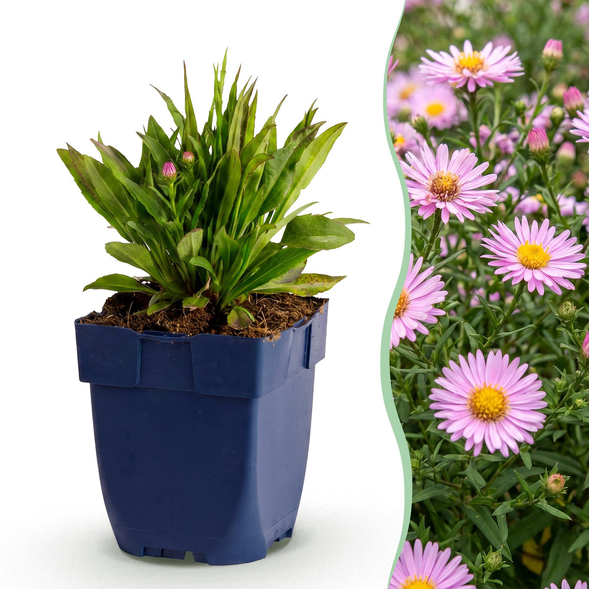 Aster nain Wood's Pink - Aster dumosus - H 15-25 cm, pot Ø11 cm