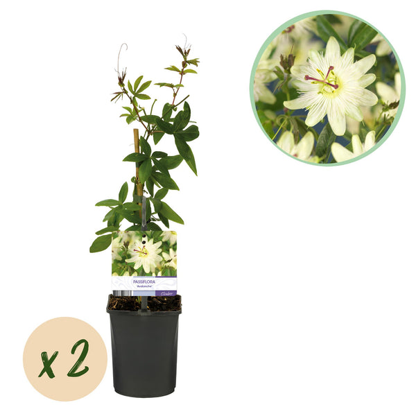 Groen boutiQ - Passiebloem - Passiflora Avalanche  - Bloem  Wit  - Weinig onderhoud - 2 planten - Pot 11cm Hoogte 40cm