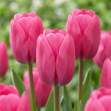 Tulipe triomphe rose - 120 bulbes