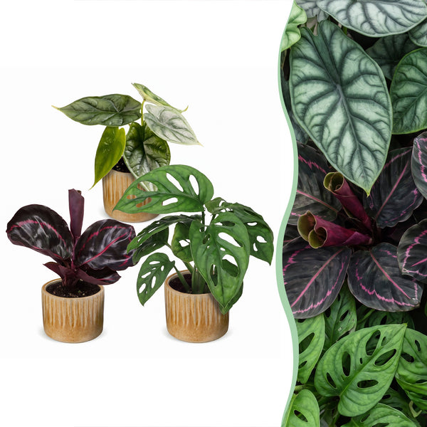 Baby Jungle avec cache-pots Linnea miel - Alocasia, Calathea et Monstera - lot de 3 ou 6 - pot Ø6 cm - photo 6