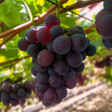 Groen boutiQ - Fruitplant - Paarse Druif -  Vitis vinifera Vanessa - Pitloos - 2 planten - Pot 15cm Hoogte 50cm