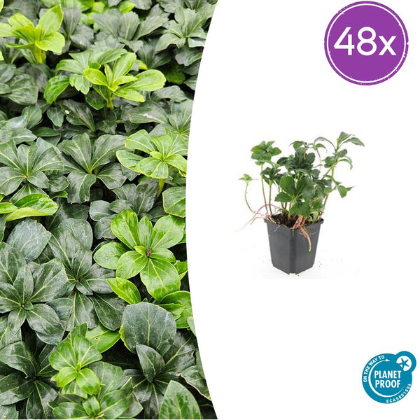 Pachysandra Green Sheen en godet - Pachysandra terminalis - H 10-25 cm, pot Ø9 cm
