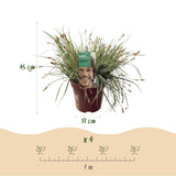 Groen boutiQ - Siergrassen - Carex oshimensis Everest - Wit en Groen - 2 Planten - Bladhoudend - Weinig Onderhoud - Pot 17cm Hoogte 50cm