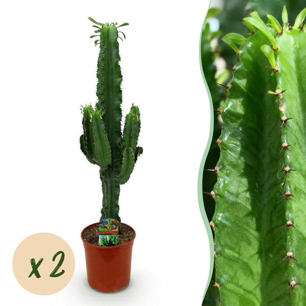 Euphorbia eritrea – 2er-Set – Topf 19 cm – Höhe 70 cm
