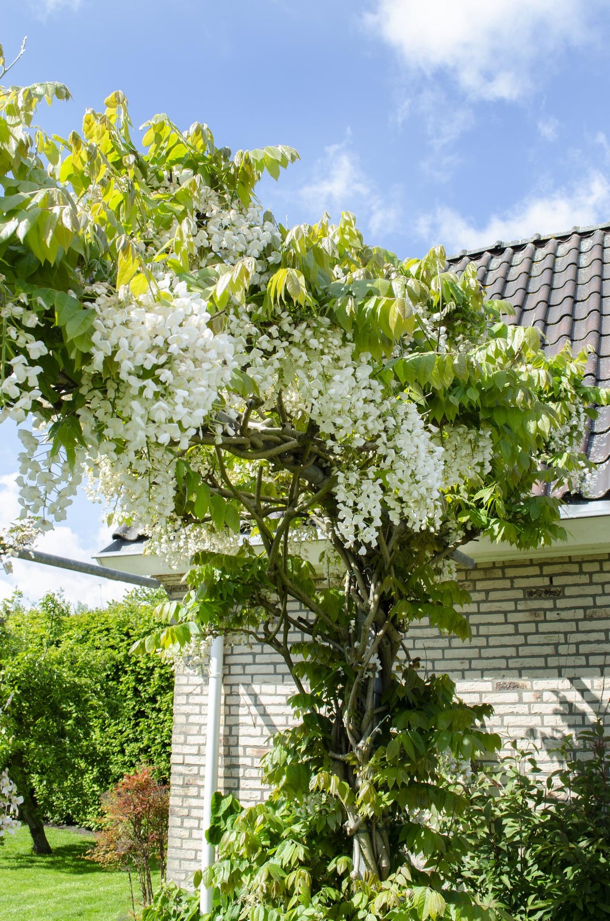 Glycine du Japon Alba - Wisteria floribunda - H 65 cm, pot Ø15 cm