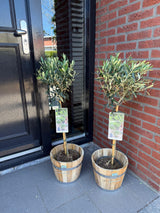 Groen boutiQ - Tuinplant - Olea Europaea - Plant op stam - Terras Plant - Bladhoudend - Weinig Onderhoud - Pot 19cm Hoogte 90cm