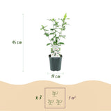 Green boutiQ - Gartenpflanze - Hibiscus syriacus Red Heart - Gartenhibiskus - Winterhart - Weiß - Rot - 3 Pflanzen - Topf 17cm - Höhe 45cm