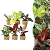 Baby Philodendron - lot de 6 mini plantes avec cache-pots Linnea miel