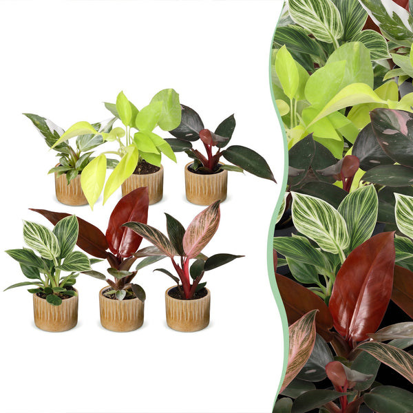 Baby Philodendron - lot de 6 mini plantes avec cache-pots Linnea miel