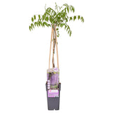 Wisteria floribunda 'Naga Noda' - Blauregen - Ø15cm - ↕65cm