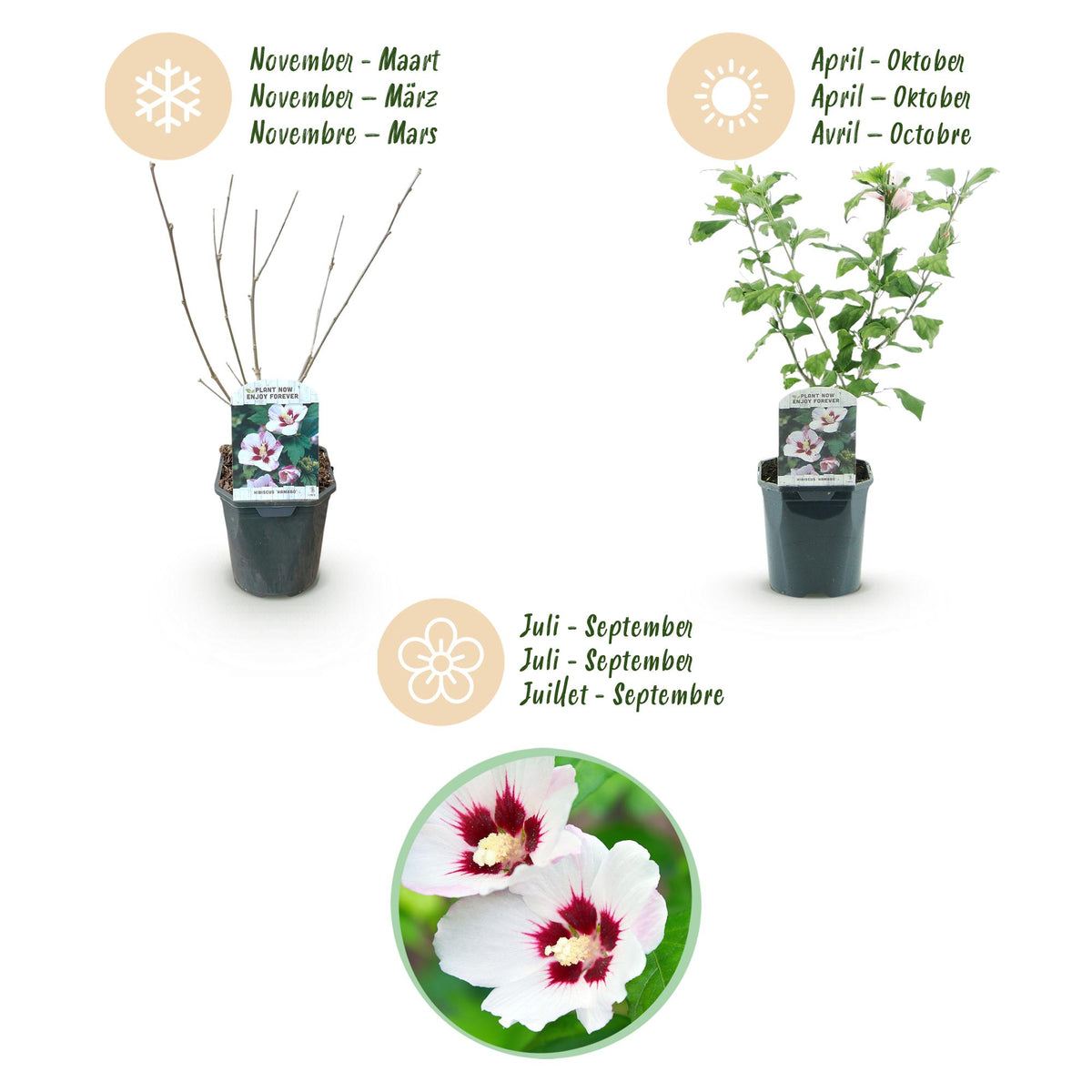 Green boutiQ - Gartenpflanze - Hibiscus syriacus Hamabo - Garten-Hibiskus - Winterhart - Weiß - Rosa - 3 Pflanzen - Topf 17cm - Höhe 45cm