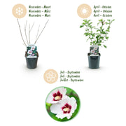 Green boutiQ - Gartenpflanze - Hibiscus syriacus Hamabo - Garten-Hibiskus - Winterhart - Weiß - Rosa - 3 Pflanzen - Topf 17cm - Höhe 45cm