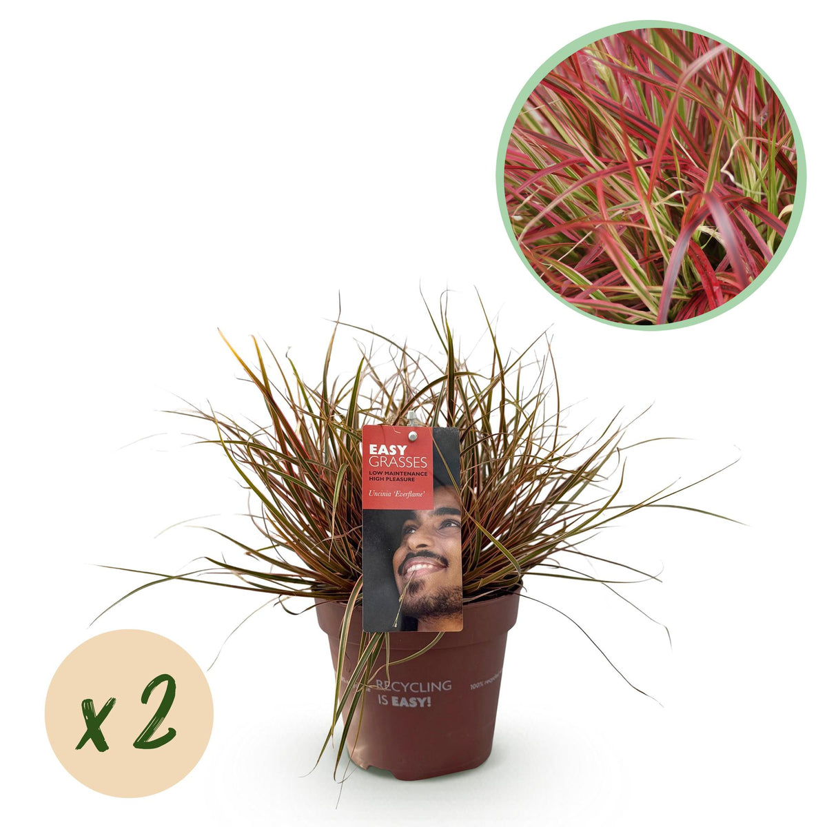 Uncinia Everflame - 2 plants - H 50 cm, pot Ø17 cm