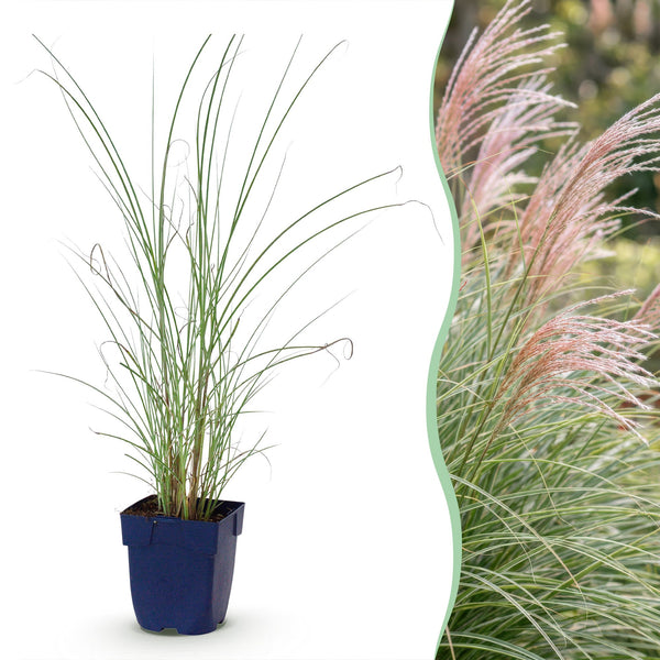 Eulalie Morning Light - Miscanthus sinensis - H 15-25 cm, pot Ø11 cm