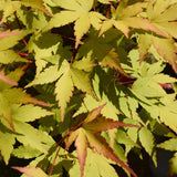 Groen boutiQ - Terrasplant - Japanse Esdoorn - Acer palmatum Summergold - Geel - 2 Planten - Bladverliezend - Pot 19cm Hoogte 70cm