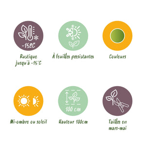 Nandina Lemon & Lime – Lot de 1 – Pot 17 cm – Hauteur 45 cm