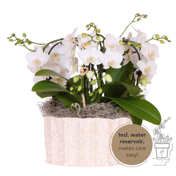 Orchidées Phalaenopsis blanches Niagara Fall en coupe Oyster - bouquet retombant de 6 hampes
