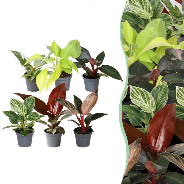 Baby Philodendron - lot de 6 mini plantes