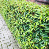 Green boutiQ - Haagpflanzen - Prunus lusitanica Angustifolia - grünes Blatt - 6 Pflanzen - 1 laufender Meter - immergrün - Topf 17cm Höhe 50cm