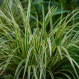 Carex Ice Dance - 4 plants - H 50 cm, pot Ø17 cm