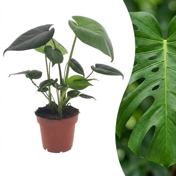 Monstera deliciosa - Plante gruyère