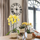 Orchidée Phalaenopsis jaune Blossom Lima avec cache-pot Melody crème