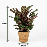 Green boutiQ – Zimmerpflanze – Pfauenpflanze – Calathea Makoyana – Grün – Pflegeleicht – 1 Pflanze – mit Korb – Topf 19cm – Höhe 70cm