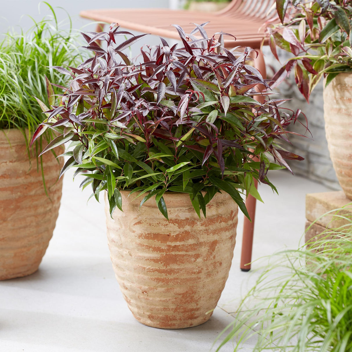 Leucothoe Burning Love – Pot 17 cm – Hauteur 45 cm