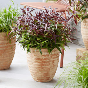 Leucothoe Burning Love – Pot 17 cm – Hauteur 45 cm