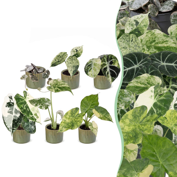 Baby Variegata avec cache-pots Linnea vert olive - Alocasia, Monstera et Ceropegia panachés - lot de 3 ou 6 - pot Ø6 cm