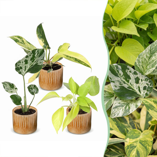 Baby Tropical avec cache-pots Linnea miel - Monstera et Philodendron - lot de 3 ou 6 - pot Ø6 cm - photo 6