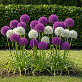 Green boutiQ - Blumenzwiebeln - Allium Purple White Mix - Farbe Lila und Weiß - 15 Stück - Zwiebelgröße 10/12 - XXL Pack