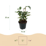 Groen boutiQ - Heesters - Camelia japonica Tricolour - Bloem Roze, Wit en Rood - 3 Planten - 1 m2 - Groenblijvend - Pot 15cm Hoogte 30cm