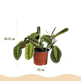 Mix plantes pet-friendly x4 – Chlorophytum, Maranta, Callisia, Nephrolepis