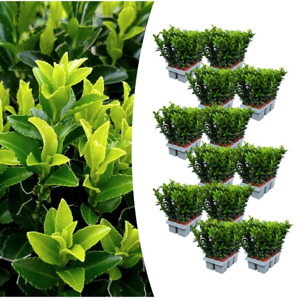 Fusain du Japon Green Spire en mini-pot - Euonymus japonicus - H 15 cm, pot Ø7 cm