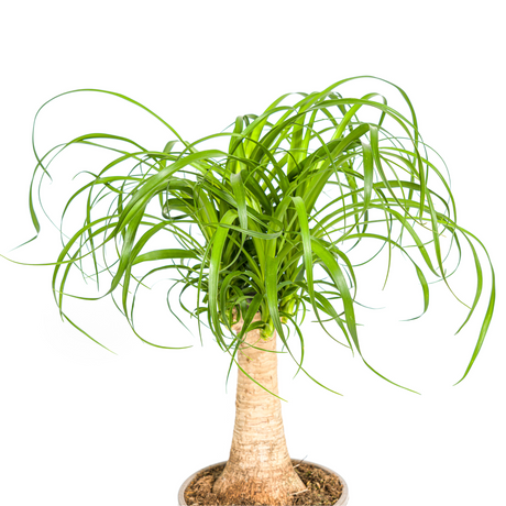 Beaucarnea Recurvata - Tronc