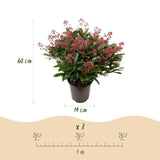 1x - Terrassenpflanze - Skimmia japonica Rubella - Blüte Rot - 40+ Blüten - 1 Pflanze - Winterhart - Topf 19cm Höhe 60cm