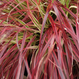 Uncinia Everflame - 2 plants - H 50 cm, pot Ø17 cm